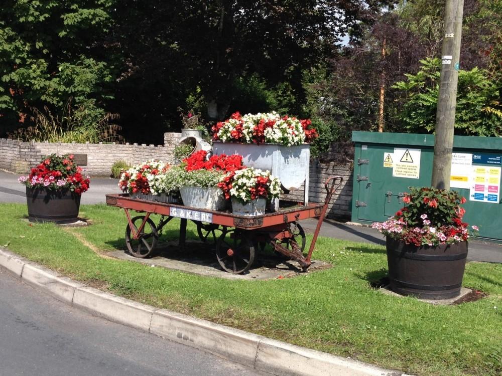 Pilling in Bloom Main Photo